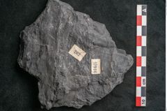 Foto (Detailansicht) von Callipteris sp.  (NHMW-GEO-2024-0188-10916)